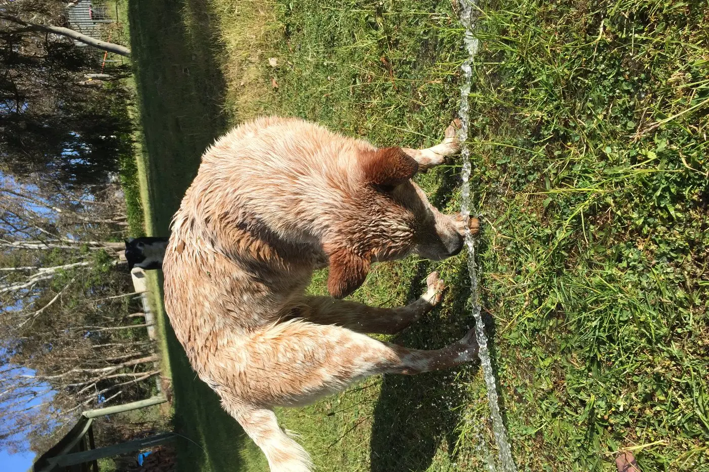 LAPPING IT UP: This dog was enjoying the cool water from the hose to cool down in Merton. SUBMITTED BY: Anne Curran 