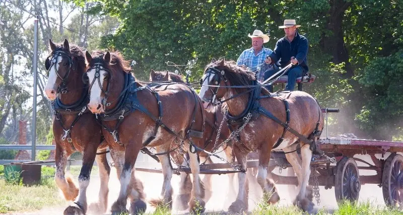 The show must go on... line