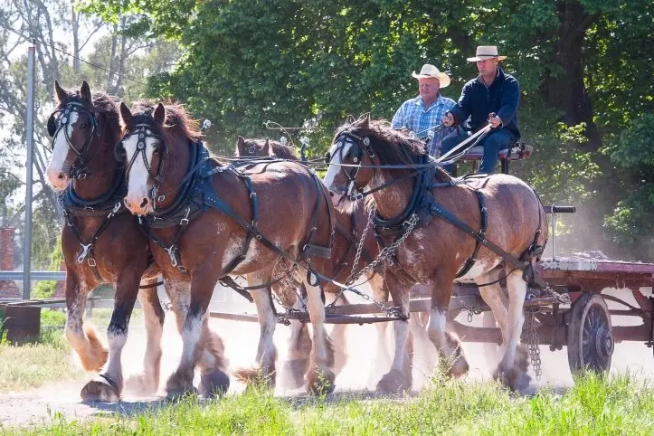 HORSE POWER: Andrew Marriott, Steve Arbuthnot and team.