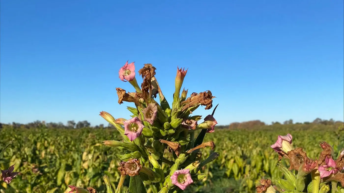 ATO, police seize North East tobacco crop