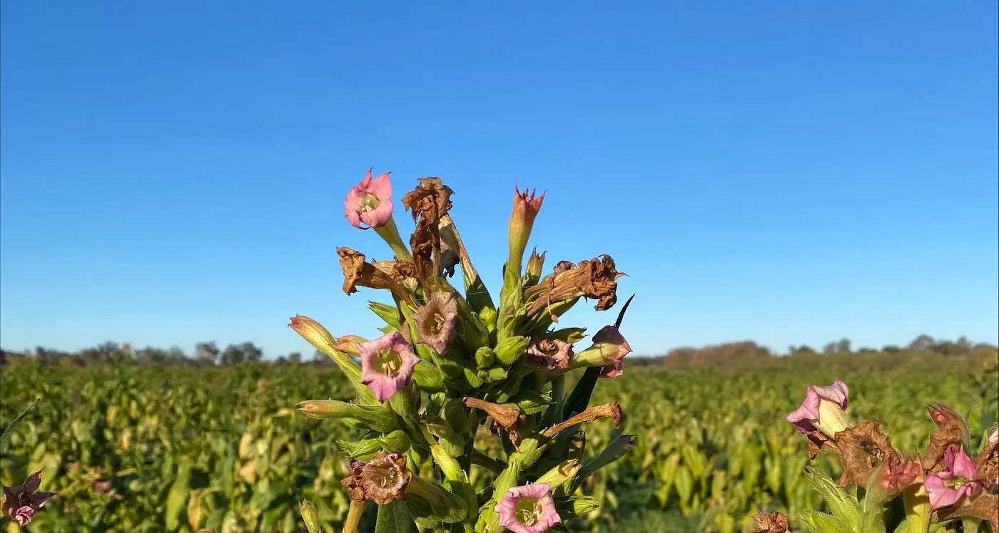 ATO, police seize North East tobacco crop