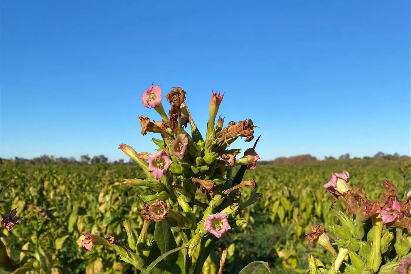 TOBACCO HAUL: The Australian Taxation Office (ATO), with support from Victoria Police, has seized and destroyed more than 20-tonne of illicit tobacco. PHOTO: ATO