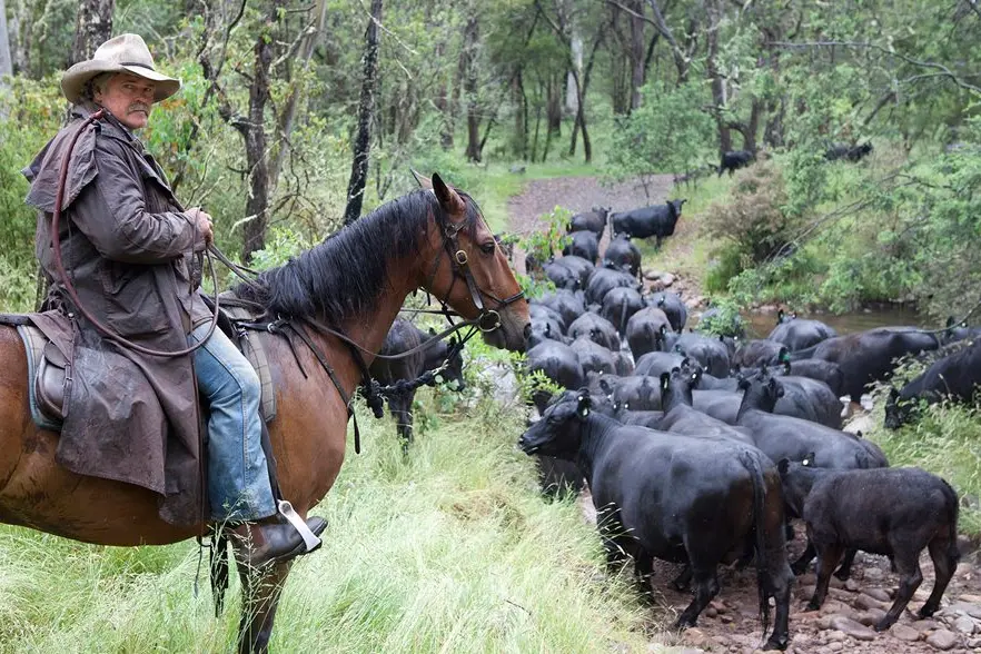 CATTLE IN THE MOUNTAINS: MCAV Mansfield branch president Bruce McCormack back in the days before grazing cattle in the High Country was banned.
