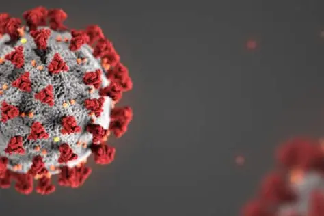 An image of the Coronavirus or COVID-19.