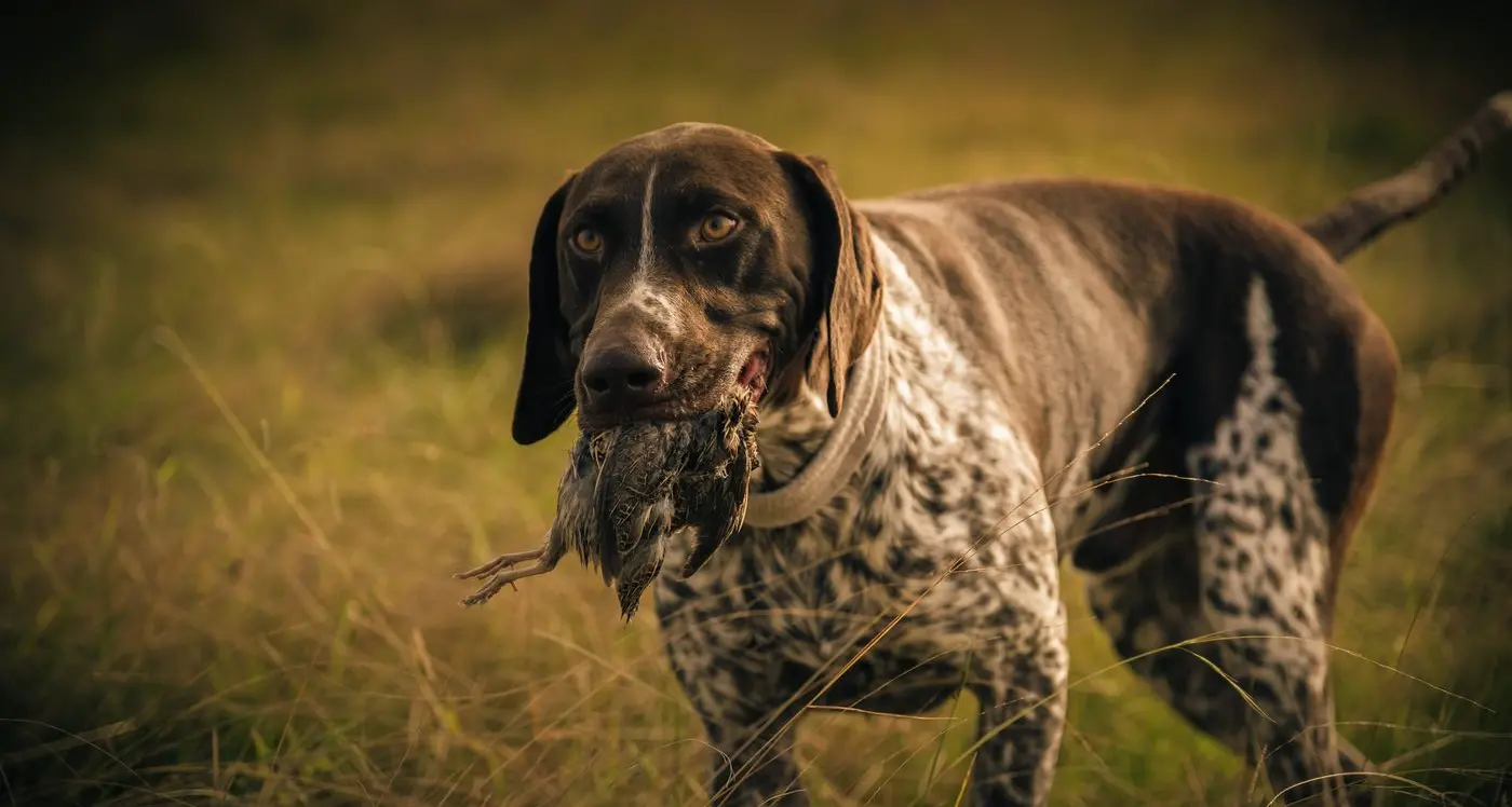 Quail hunting season opens