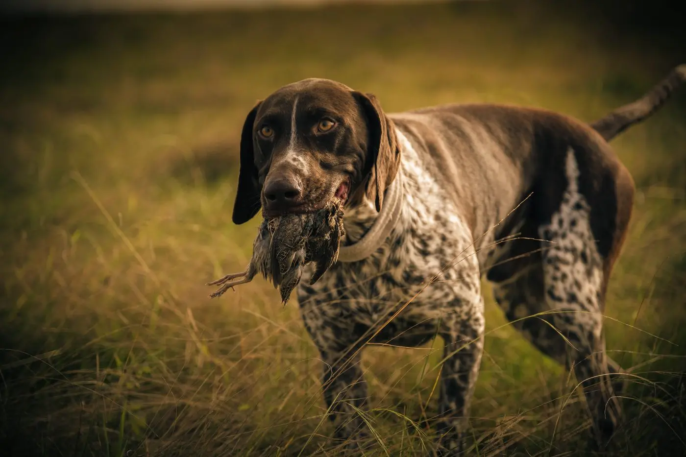 QUAIL SEASON: This season electronic callers will be banned. Id:22539