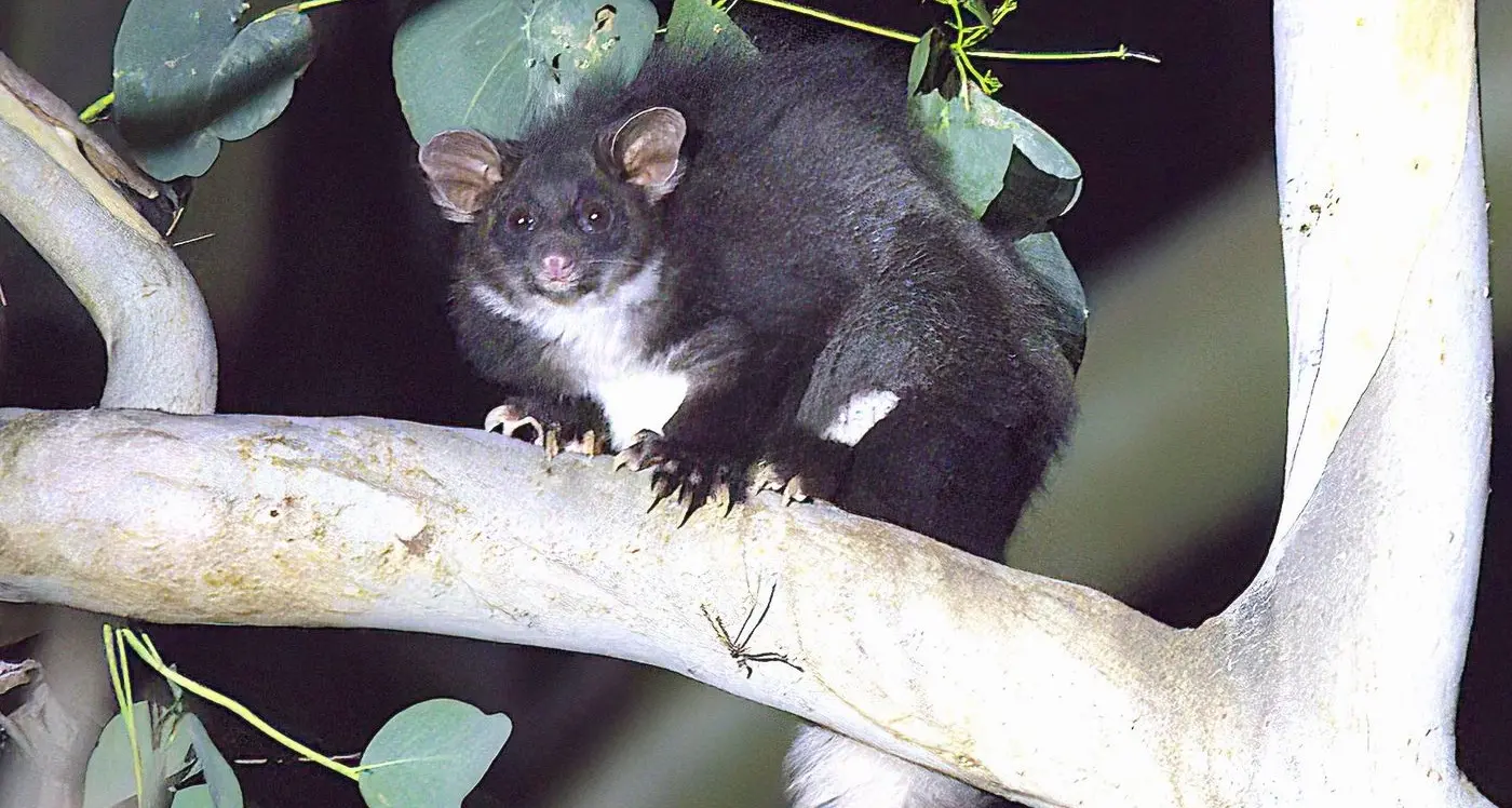 Balancing act – the greater glider and fire