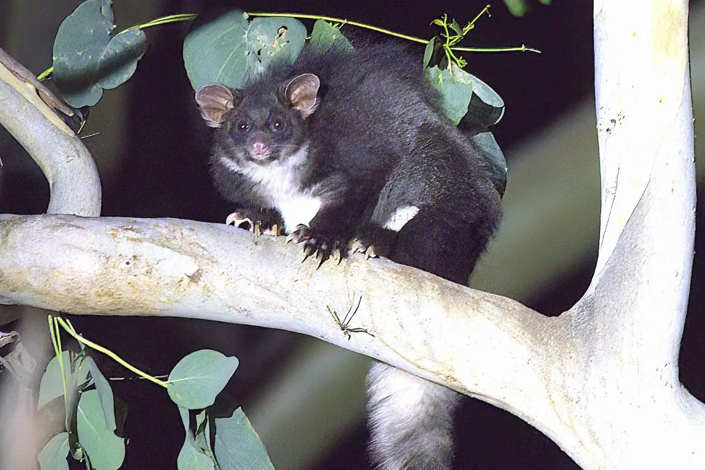 ENDANGERED: The Southern Greater Glider in the Strathbogie Forest. PHOTO: Helen Repacholi
