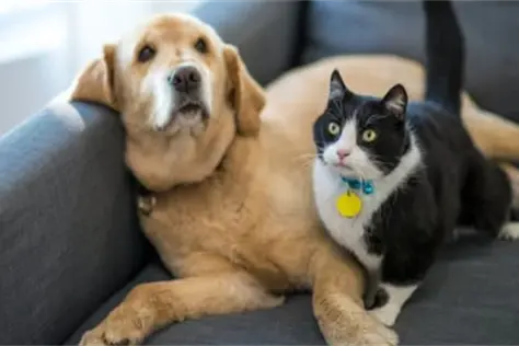 SUPPORTING OUR FOUR\\u2013LEGGED PALS: New package offers free desexing services to eligible residents.  Id:42215