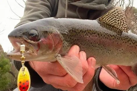 LOOKOUT TROUT: Trout have become deeply ingrained in the culture of Lake Eildon.