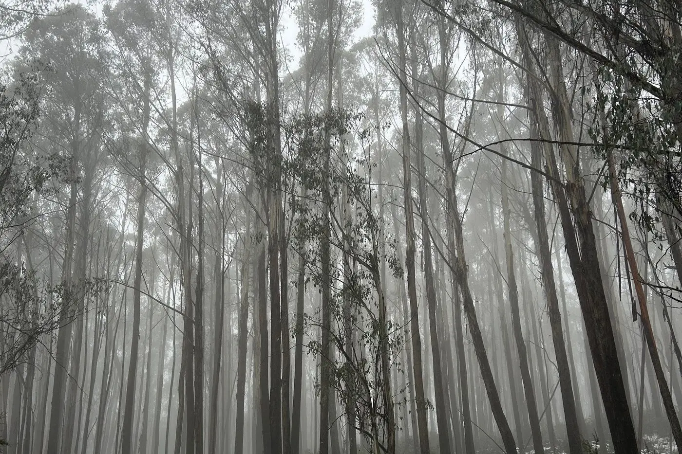 WINTERY WEATHER: Year one and two students tackled Mt Stirling as part of the school\\'s snow program.