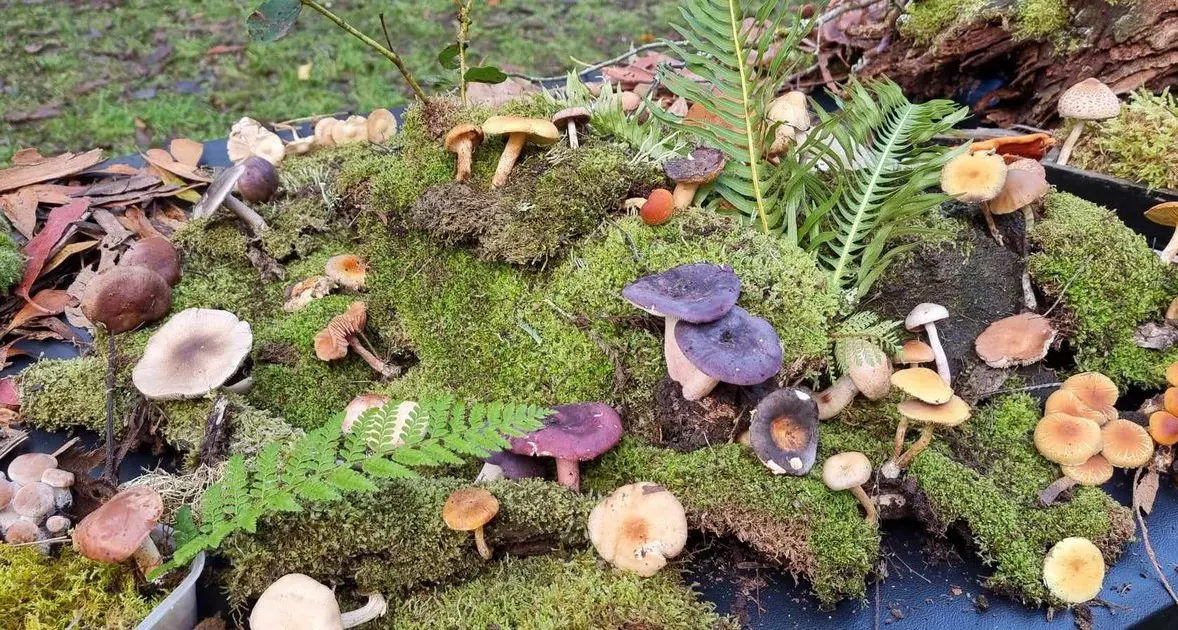 Unlocking the hidden world of fungi in Merrijig