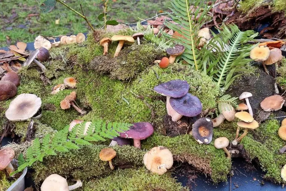 FORAGE AND FIND: Participants will search for wild fungi in their natural environment as part of the workshop.