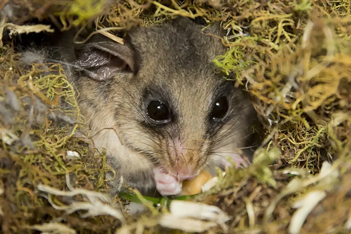 CUTE, BUT ENDANGERED: There are fewer than 200 Mountain Pygmy possums left. PHOTO: Victorian Government.