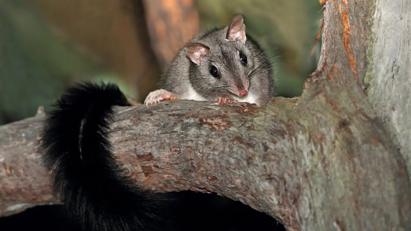 Feisty marsupial lives a short, fast life