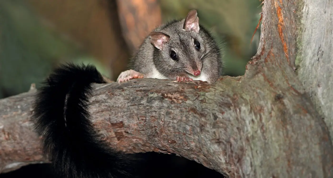 Feisty marsupial lives a short, fast life