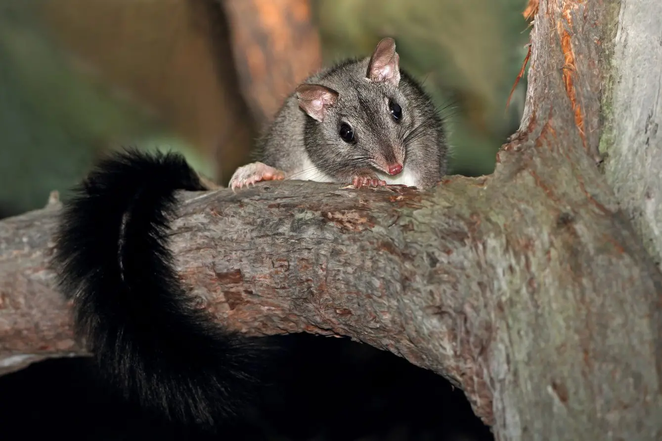 TREE DWELLING: The Brush-tailed Phascogale is related to the Tasmanian devil, belonging to the same family of carnivorous marsupials called Dasyuridae. This family also includes quolls, dunnarts, and antechinus. While phascogales are much smaller than Tasmanian devils, they share a carnivorous diet and are fierce hunters. PHOTO: Chris Tzaros