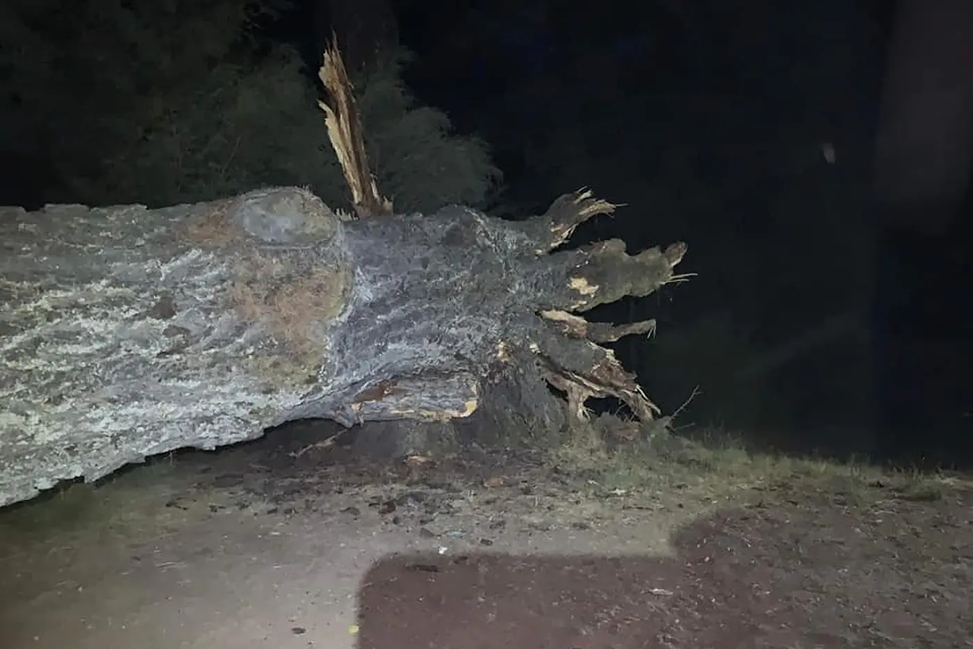 CLOSE CALL: The monolithic pine tree at the Big River Pines campground fell unexpectedly due to the soft ground, coming down between two tents. PHOTOS: Mansfield SES. Id:36223