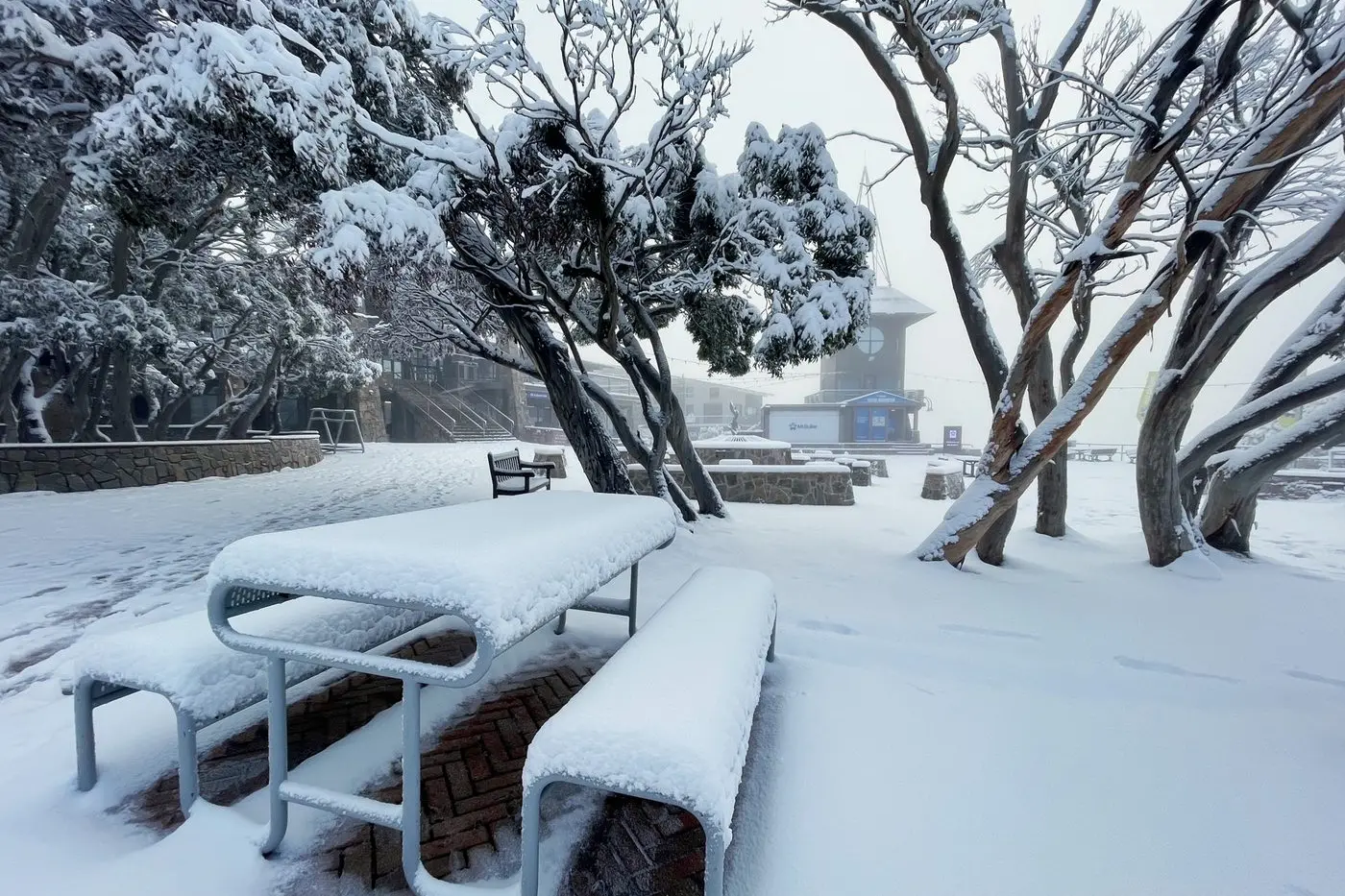THICK COATING: Mount Buller woke up to a dumping of snow. Id:41890