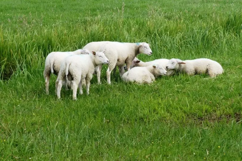 A SEASON LIKE NO OTHER: The Mansfield ag industry is on a high as waist high grass helps support accelerated weight gain in livestock.