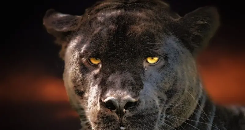 Do big cats roam the High Country?