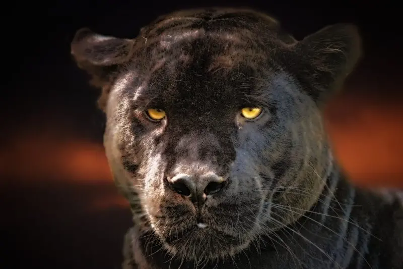 ROAMING THE HIGH COUNTRY: There have been reports for more than 100 years that big cats roam the High Country.  Have you seen one?