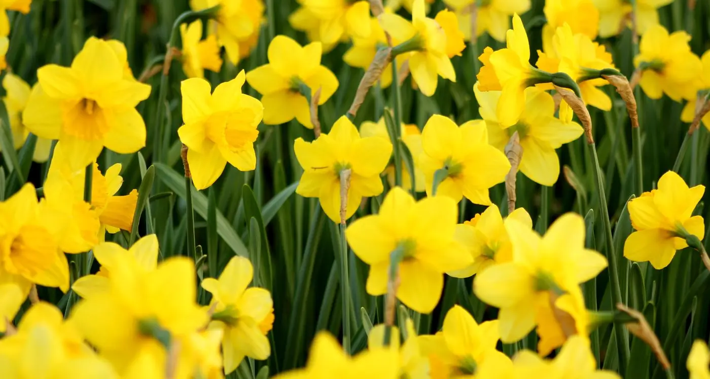 Plant bulbs now before it's too late