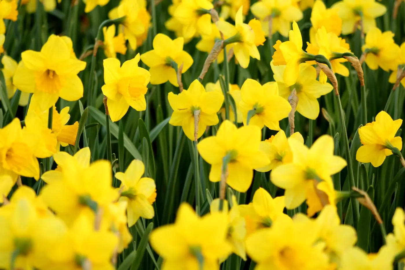CROWDS OF DAFFODILS: Your spring garden will be a picture of yellow blooms if planting daffodil bulbs now. Id:25445