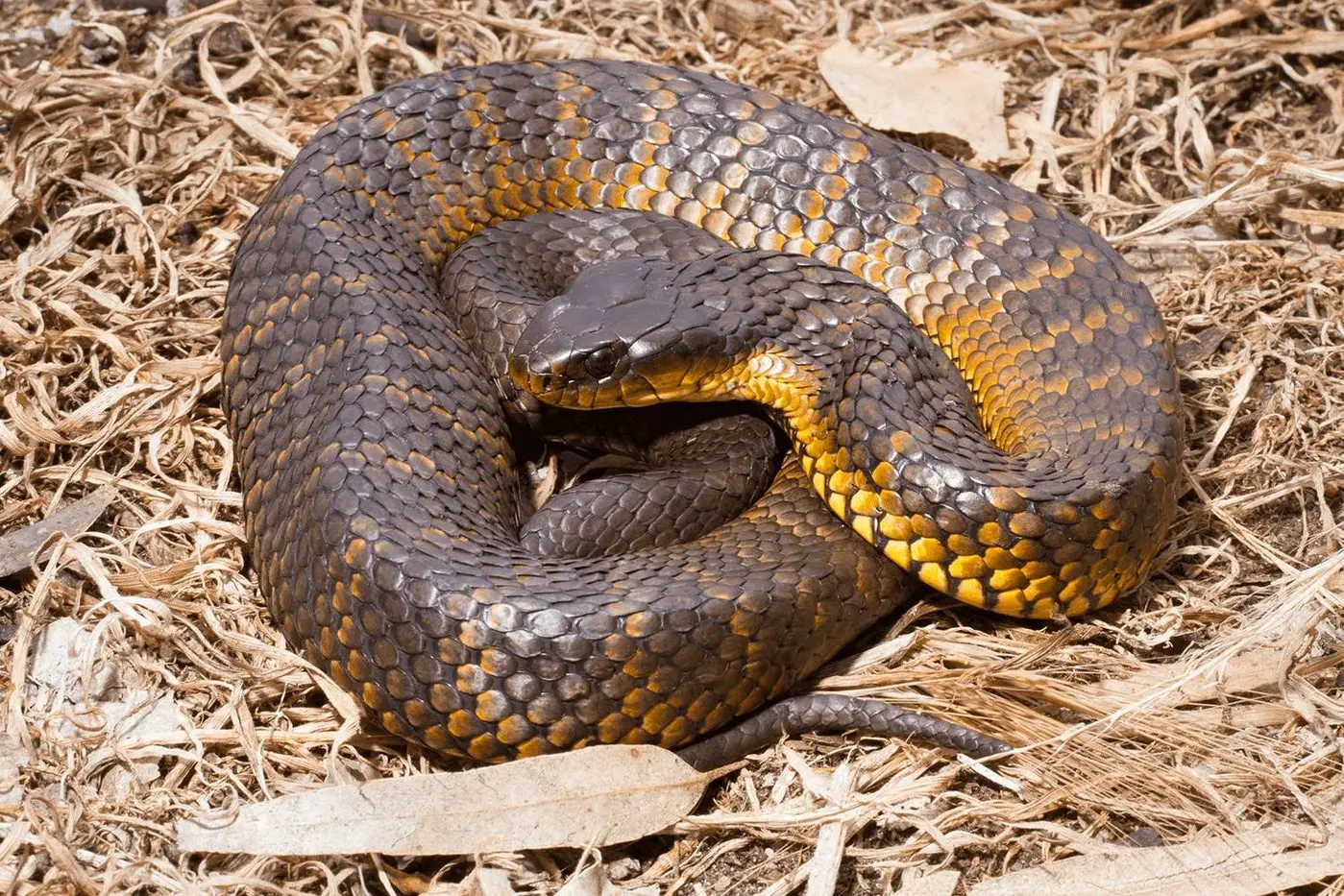 TIGER SNAKE: Heading into the warmer months snakes may be more visible, but it\\'s important to remember they present little or no danger to people when left alone. 