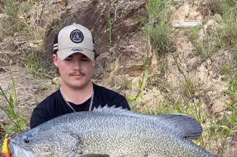 RENOWNED: Lake Eildon is renowned for its diverse aquatic life, including the iconic Murray Cod (Maccullochella peelii).