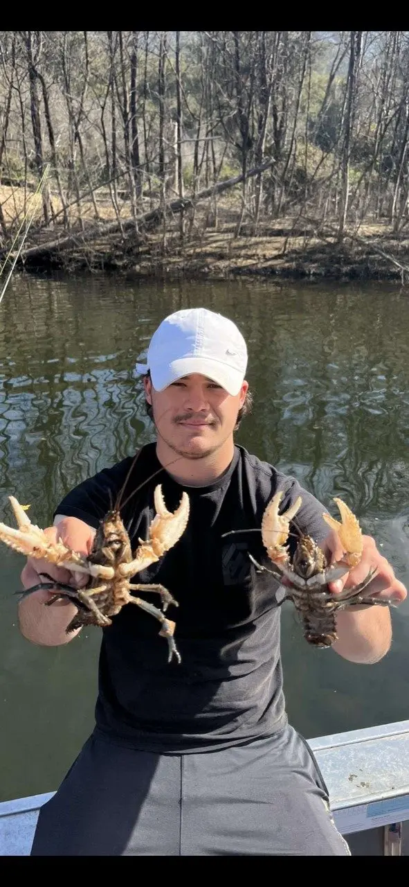 CRAYFISH: Fishing for Murray Spiny Freshwater Crayfish in the rivers around Lake Eildon can be a rewarding experience for both amateur and seasoned anglers.
