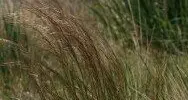 Billboard bid blocked over Chilean needle grass risk