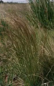 CHILEAN NEEDLE GRASS: A highly invasive weed, the presence of which was largely responsible for a failed application to erect a billboard on Dead Horse Lane, Mansfield.