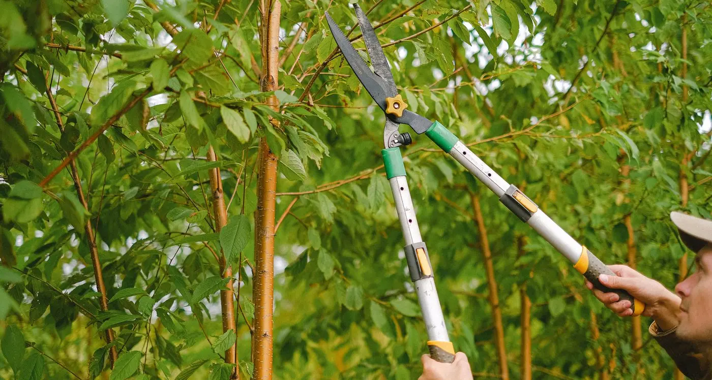 When to prune this winter