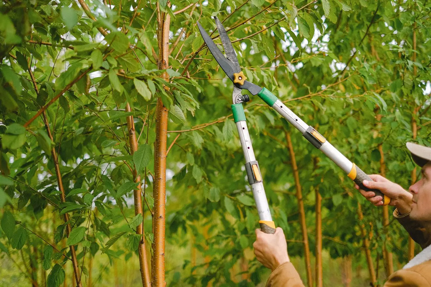 TIME TO PRUNE: Now is the time to think about when you can prune the trees and shrubs around your garden. Id:25446