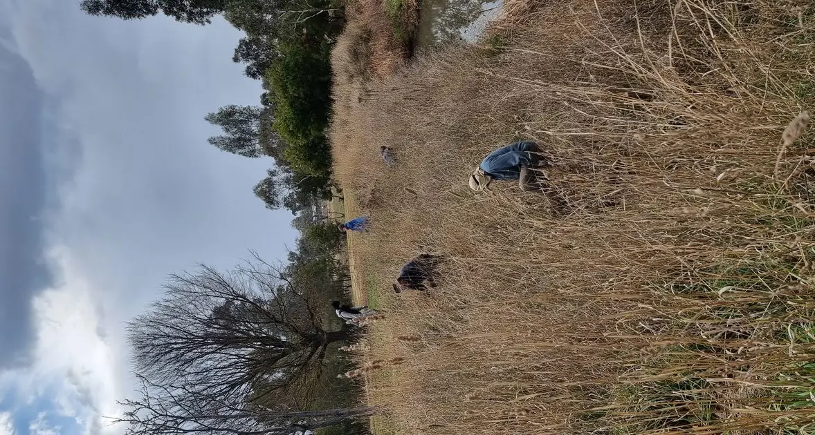 Revitalising Fords Creek – one volunteer session at a time