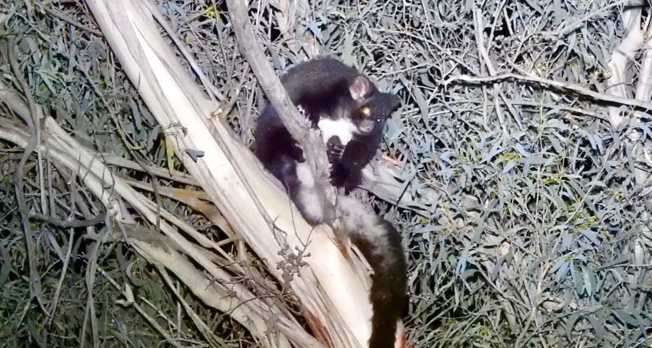 Meet your nocturnal neighbours: discover Mansfield’s arboreal mammals