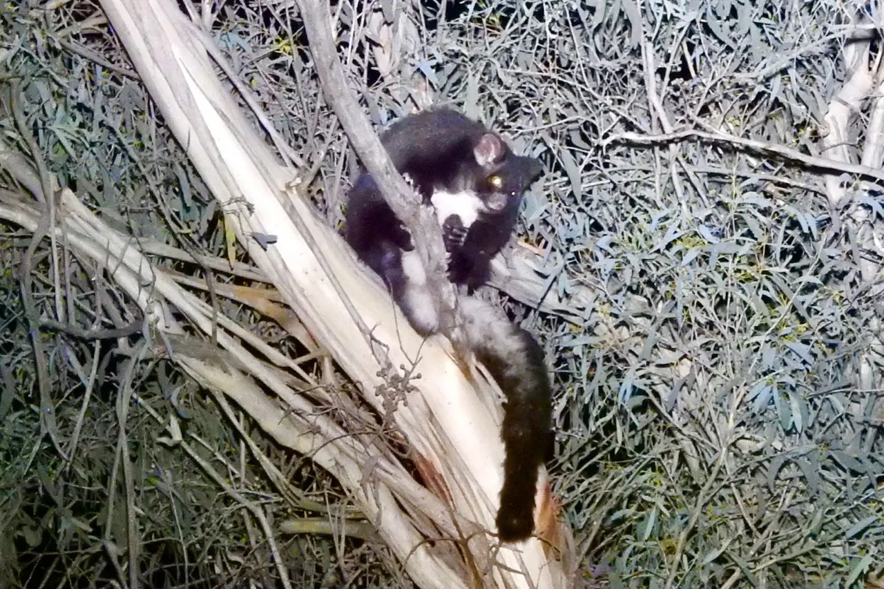 EYE SPY: The project aims to shine a light on the importance of hollow-bearing trees and the vital homes they provide for our native species.