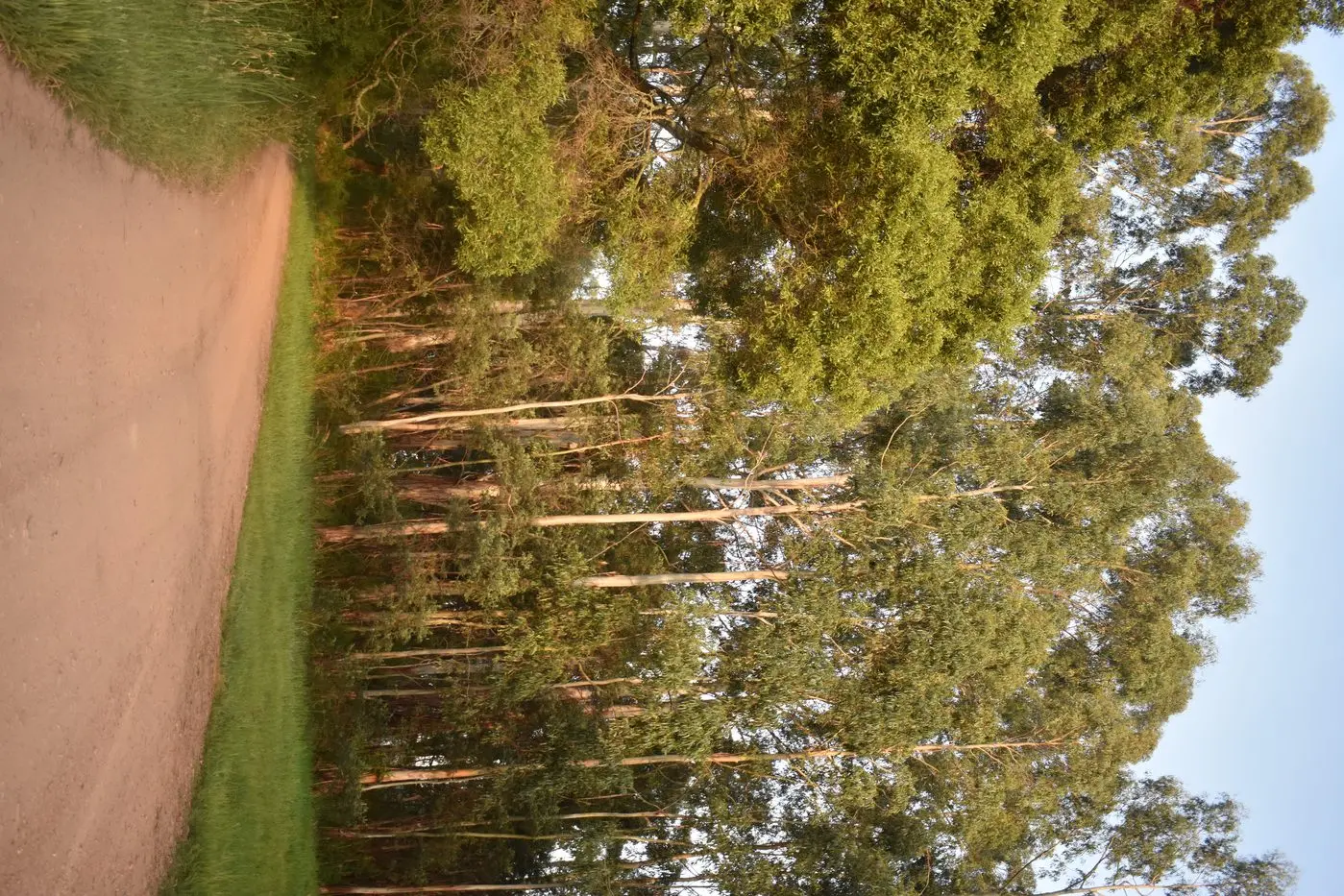 LONG ROAD AHEAD: Ex\\u2013pilot Gregory Lynn will stand trial for the murders Russell Hill and Carol Clay. Pictured is the Dargo Road, leading out of the Wonnangatta Valley, where police allege Mr Lynn drove after murdering both campers, transporting their bodies in a trailer to the secluded location where their remains were later found. PHOTO by Pam Zierk\\u2013Mahoney. Id:36533