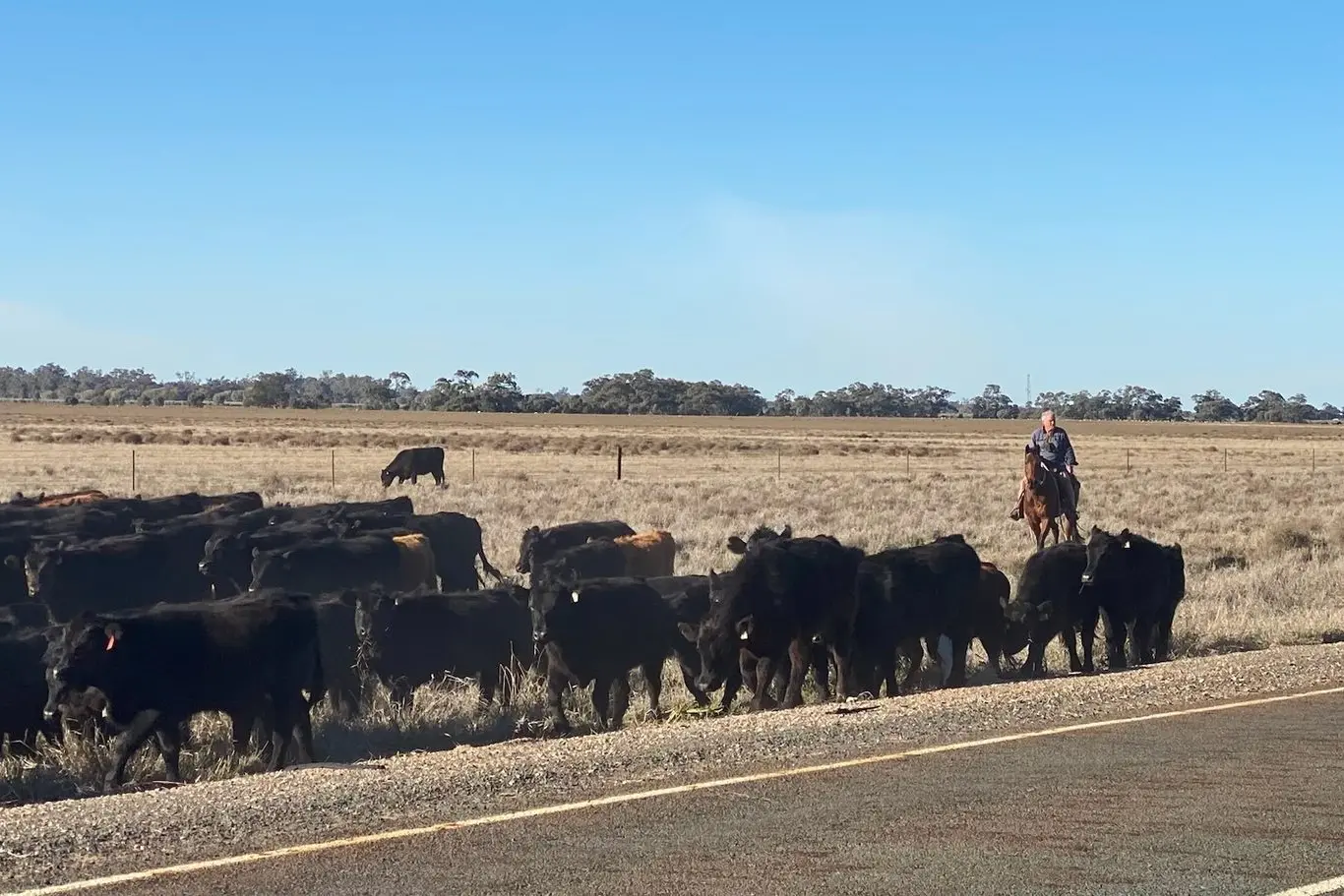 ON THE ROAD: Droving cattle in NSW has given Mansfield\\'s Rod Manning an opportunity to get back on a horse. PHOTOS: Supplied