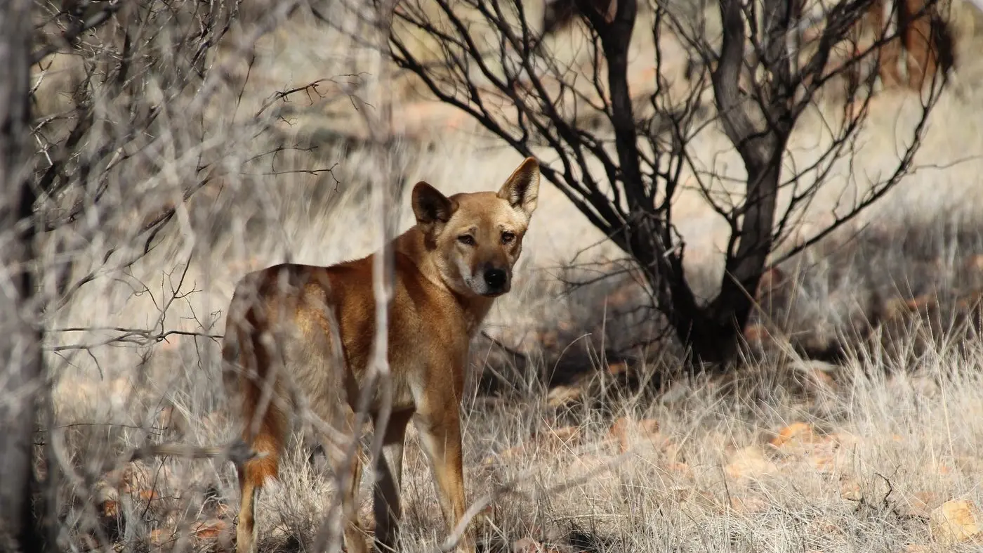 Traditional Owners call for end to dingo culling