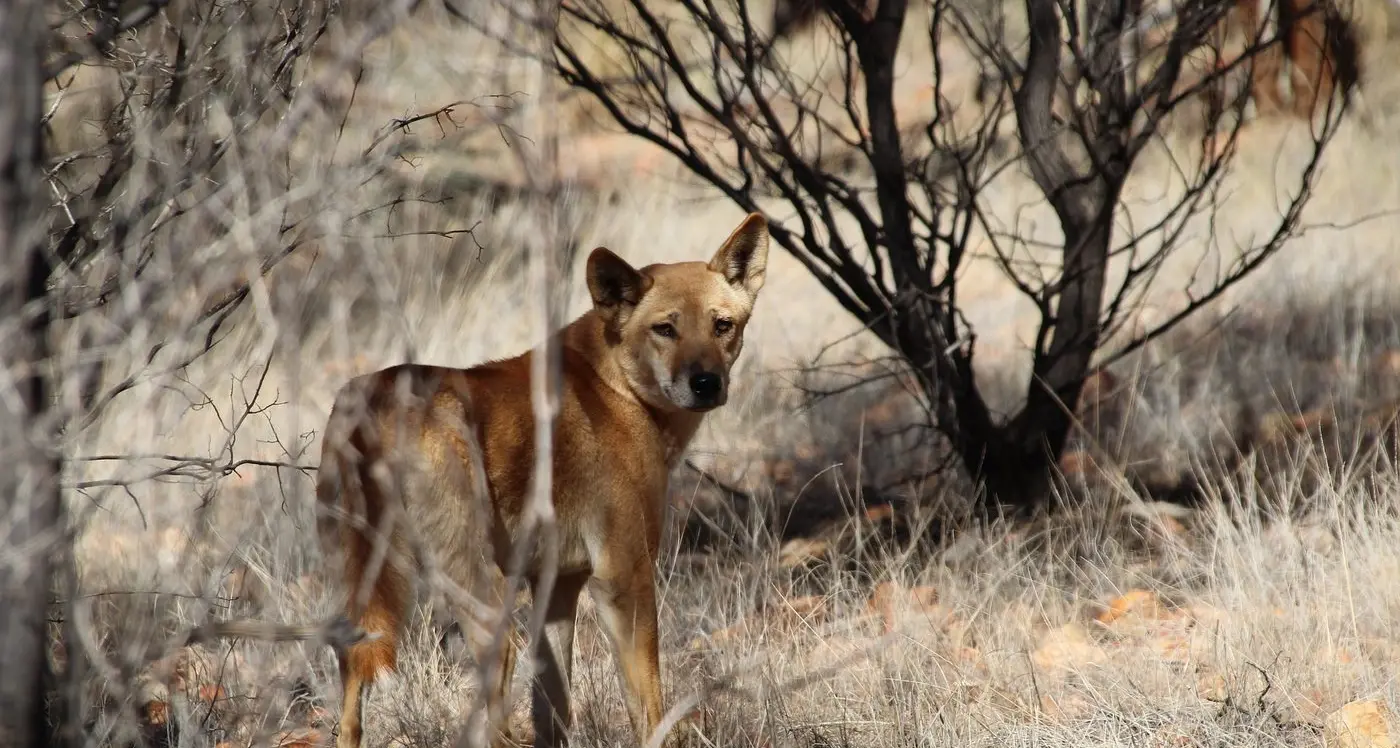 Traditional Owners call for end to dingo culling