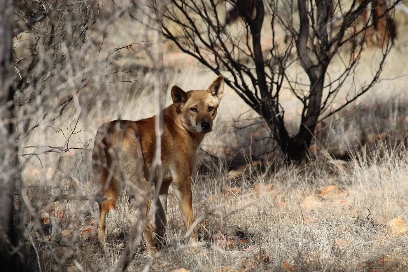 YIRRANGAN: The Taungurung wish to see management of dingoes placed with traditional owners and have called for cessation of the term \\'wild dogs\\'.