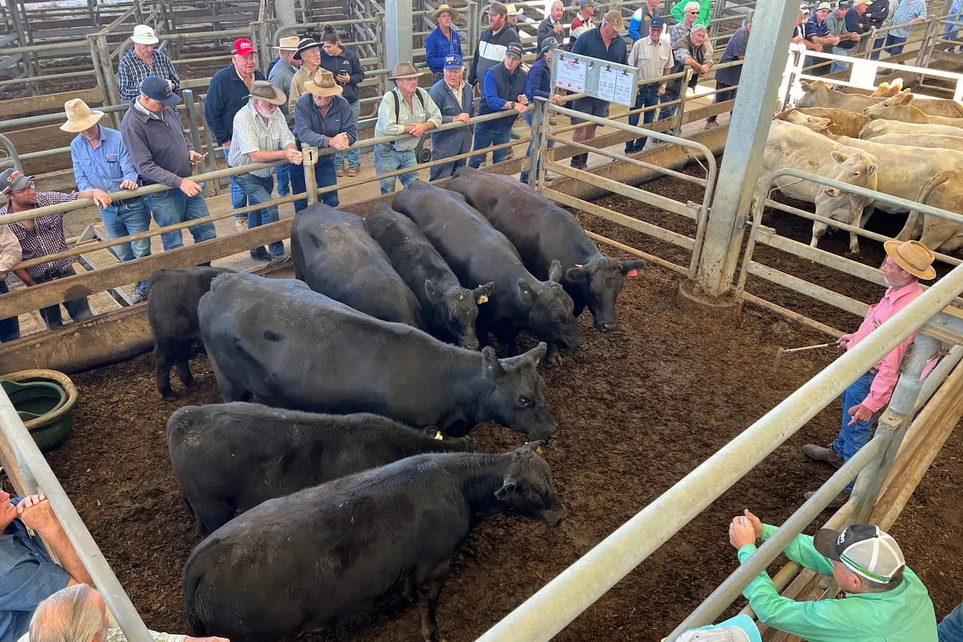TOP PEN: There was plenty of interest in this pen of 4 x 4 Angus/Limousin X cows with calves offered by Elders for A & K Porker of Greta South at the Wangaratta store sale on Friday. It topped the cows and calves averages, with each cow and calf making $4360. The cows were all in calf and averaged 595 kilograms while the calves at foot each weighed around 260 kilograms. PHOTO: Jeff Zeuschner Id:22968