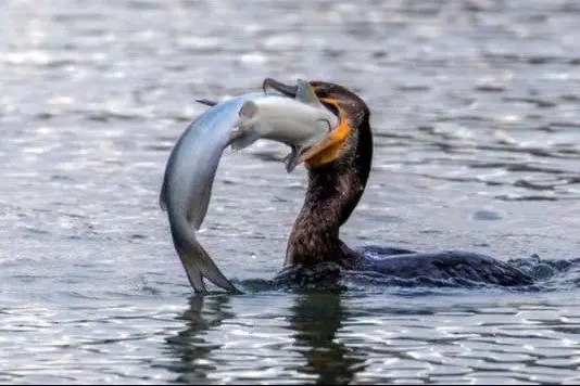 EFFICIENT: Cormorants are highly efficient fish predators, with their sharp beaks and incredible diving ability allowing them to hunt fish in both shallow and deeper waters.