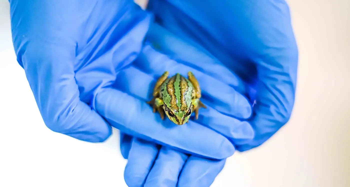 Endangered frogs fight back: Deadly fungus spurs breeding increase