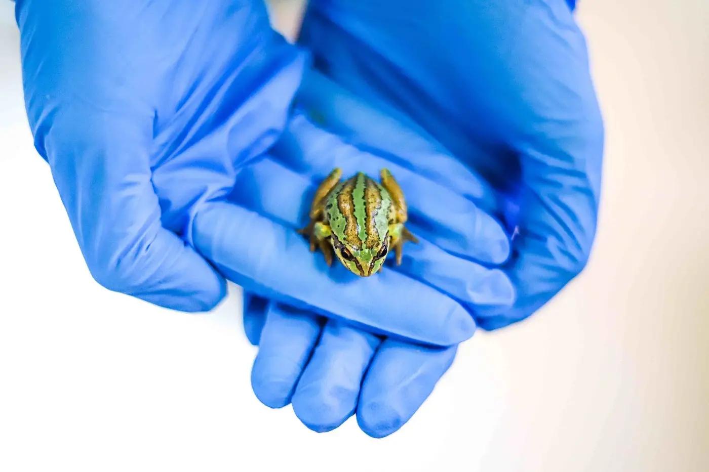 LITTLE FROG: The critically endangered Alpine Tree Frog is only found in isolated in isolated sites in the Alpine areas of Victoria and NSW. \\nPHOTO: University of Melbourne, Tharaka Deepal