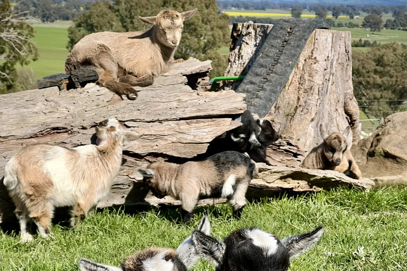 CUDDLE FACTOR: Kids from BullerRoo\\'s third breeding season showcase the variety of colours and markings achieved by breeding the stud male with miniature goats.