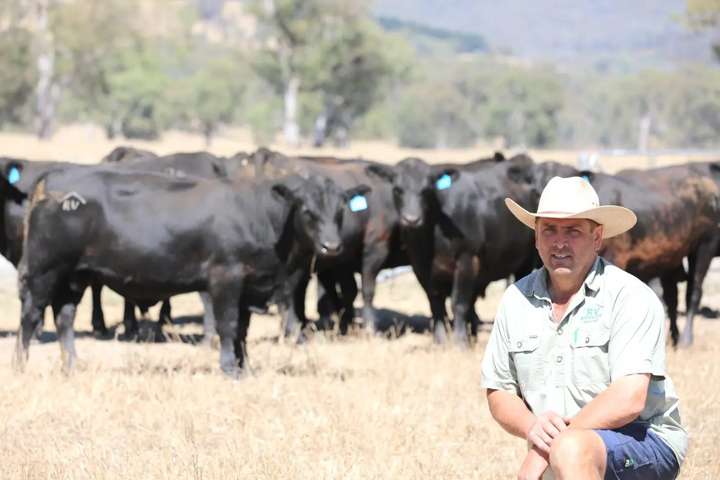 ‘Homegrown’ bulls on offer at Riddellvue Angus
