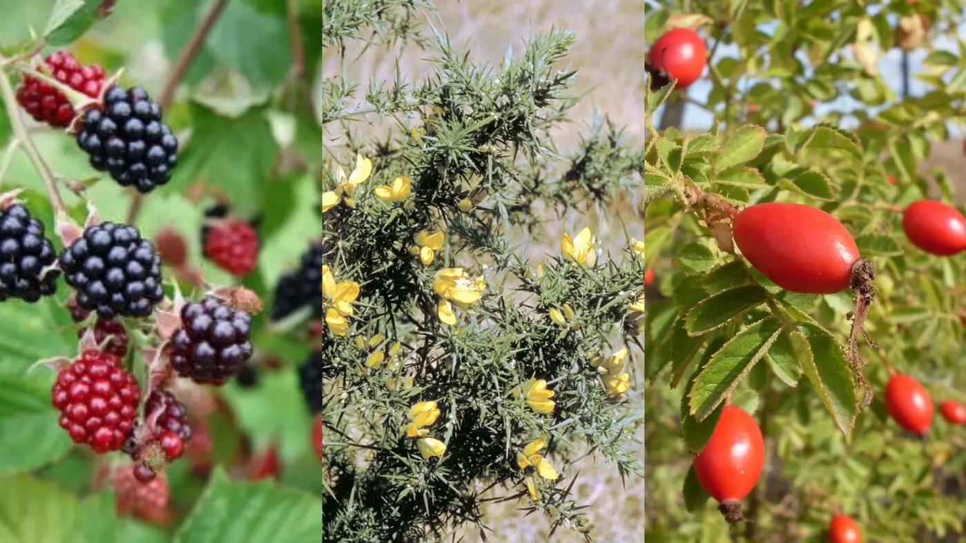 Free support for landholders tackling woody weeds